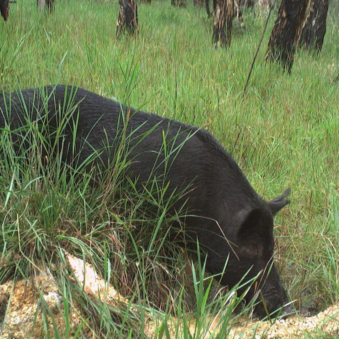 Project: Biosecurity Plan Review 2026 | Noosa Council