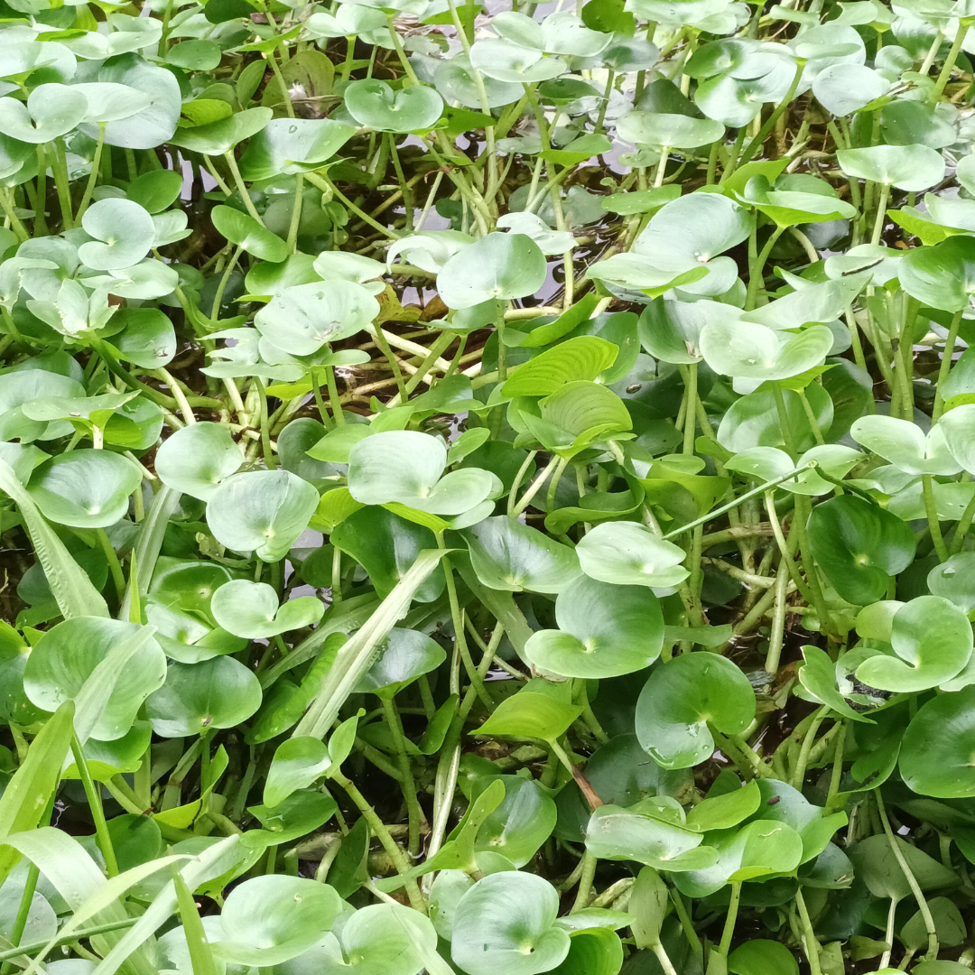 Project: Biosecurity Plan Review 2026 | Noosa Council