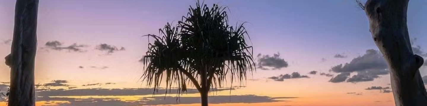 tree management