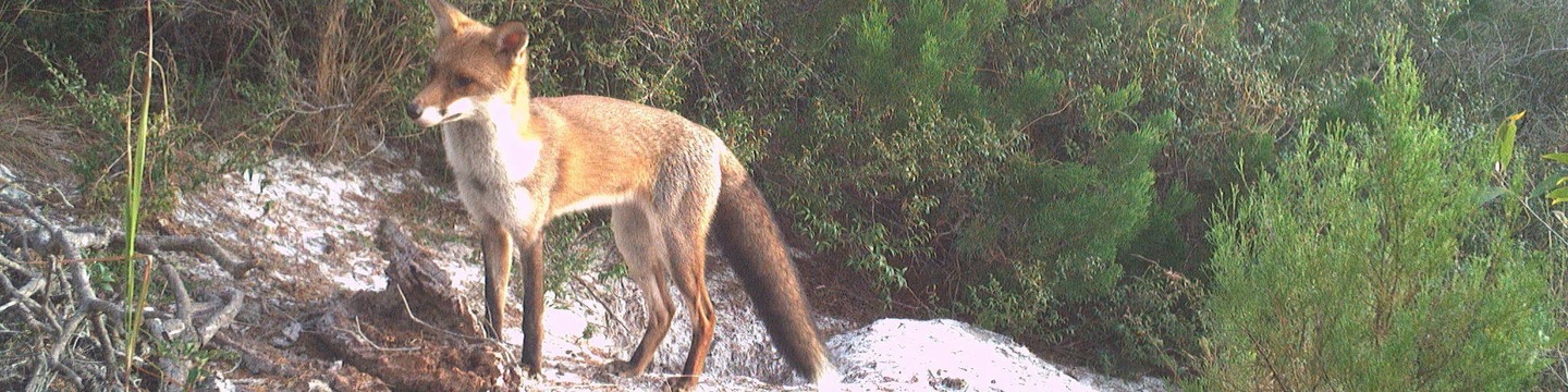 Image of fox at Peregian 