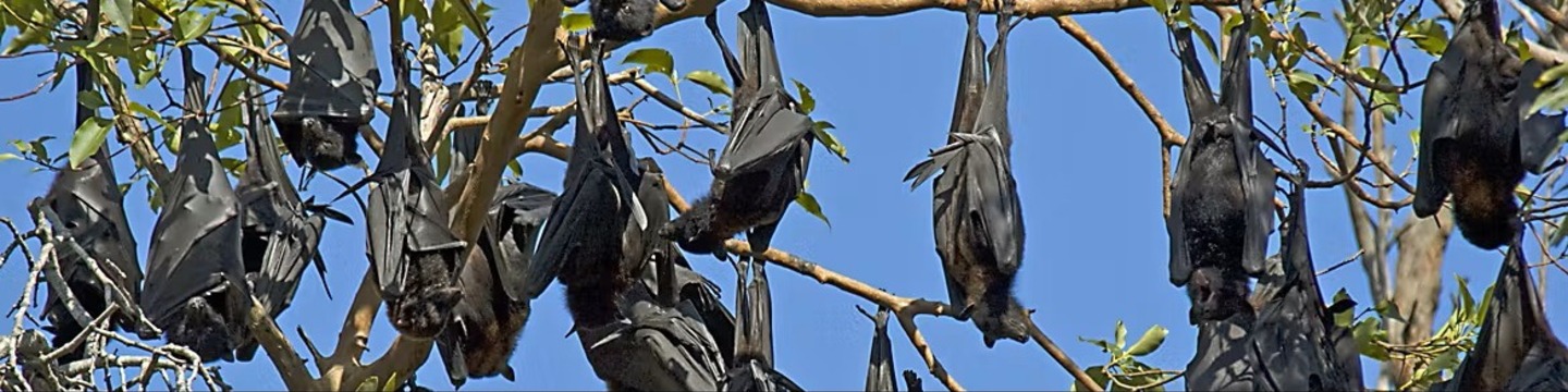 Flying foxes roosting in a tree