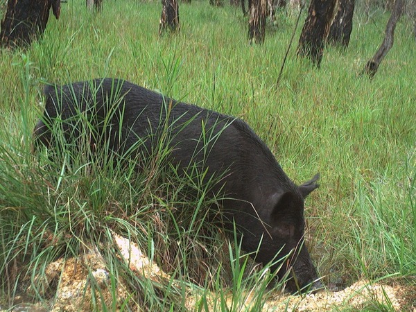 Image of north shore feral pig